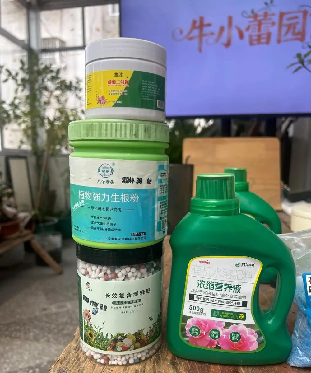 幸福樹養殖方法和注意事項:總是莫名掉葉子、乾枯?教你幾招,讓它葉子油綠不脫落!