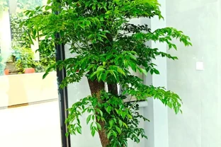 幸福樹養殖方法和注意事項：總是莫名掉葉子、乾枯？教你幾招，讓它葉子油綠不脫落！
