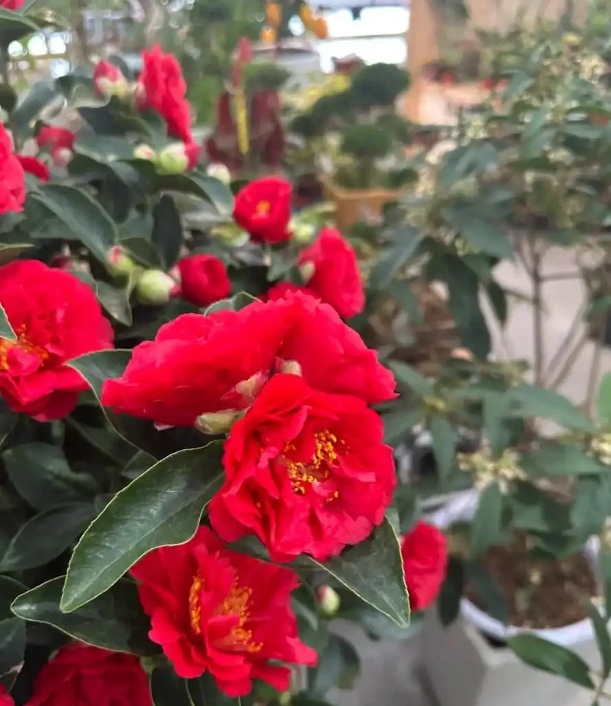茶花養殖方法和注意事項:總是花苞乾枯、掉蕾?掌握這幾招,讓它花開如盤、滿樹紅!