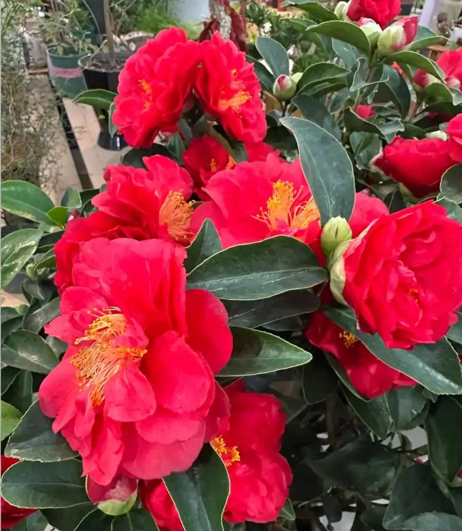 茶花養殖方法和注意事項:總是花苞乾枯、掉蕾?掌握這幾招,讓它花開如盤、滿樹紅!