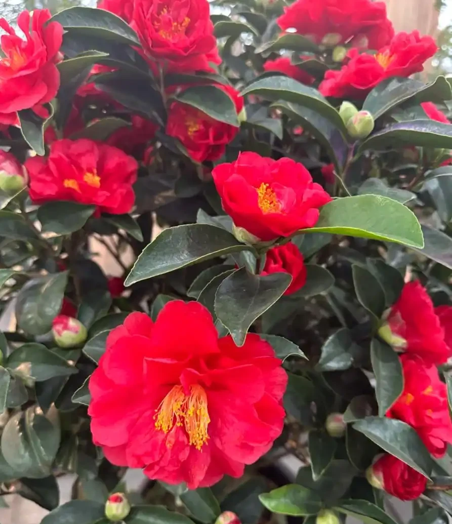 茶花養殖方法和注意事項:總是花苞乾枯、掉蕾?掌握這幾招,讓它花開如盤、滿樹紅!