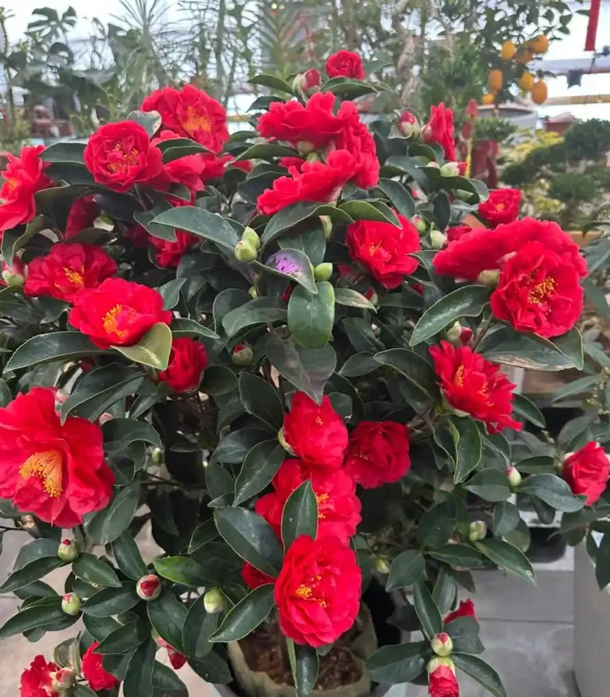 茶花養殖方法和注意事項:總是花苞乾枯、掉蕾?掌握這幾招,讓它花開如盤、滿樹紅!