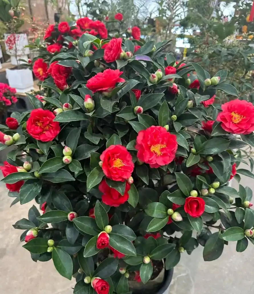 茶花養殖方法和注意事項:總是花苞乾枯、掉蕾?掌握這幾招,讓它花開如盤、滿樹紅!