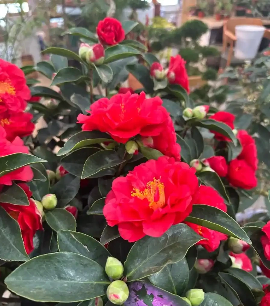 茶花養殖方法和注意事項:總是花苞乾枯、掉蕾?掌握這幾招,讓它花開如盤、滿樹紅!