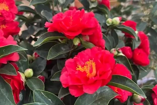 茶花養殖方法和注意事項：總是花苞乾枯、掉蕾？掌握這幾招，讓它花開如盤、滿樹紅！