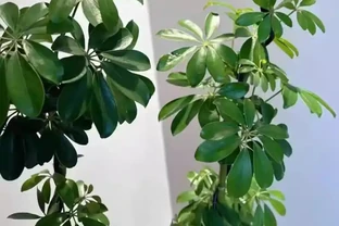 鴨腳木的養殖方法和注意事項：總是瘋狂掉葉子、長得稀稀拉拉？避開這幾個「坑」，葉片綠得發亮！
