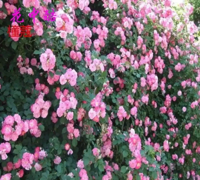 想讓庭院秒變仙境?這些爬藤花種堪稱打造夢幻花牆的秘密武器,掌握它們,輕鬆擁有童話般的絕美庭院