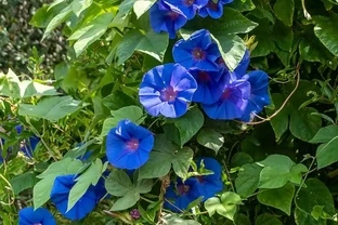 想讓庭院秒變仙境？這些爬藤花種堪稱打造夢幻花牆的秘密武器，掌握它們，輕鬆擁有童話般的絕美庭院