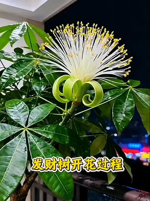 「發財樹開花了,女子拍下了全過程」,網友:這財,是非發不可啊