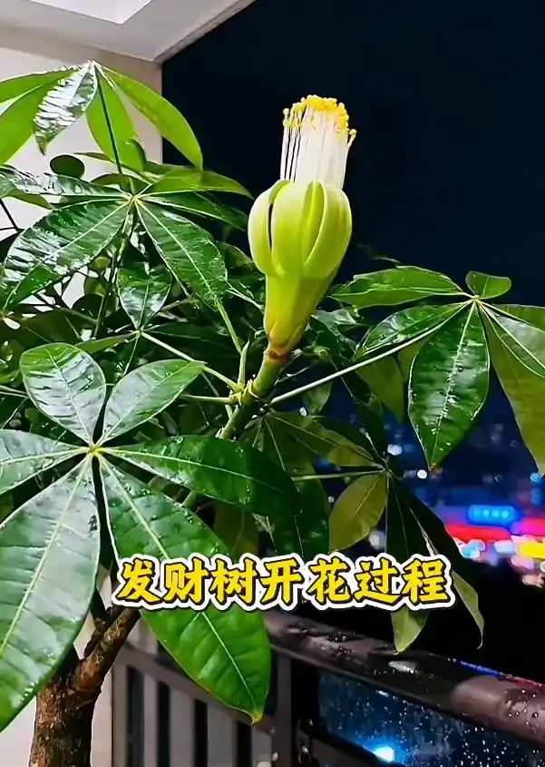 「發財樹開花了,女子拍下了全過程」,網友:這財,是非發不可啊