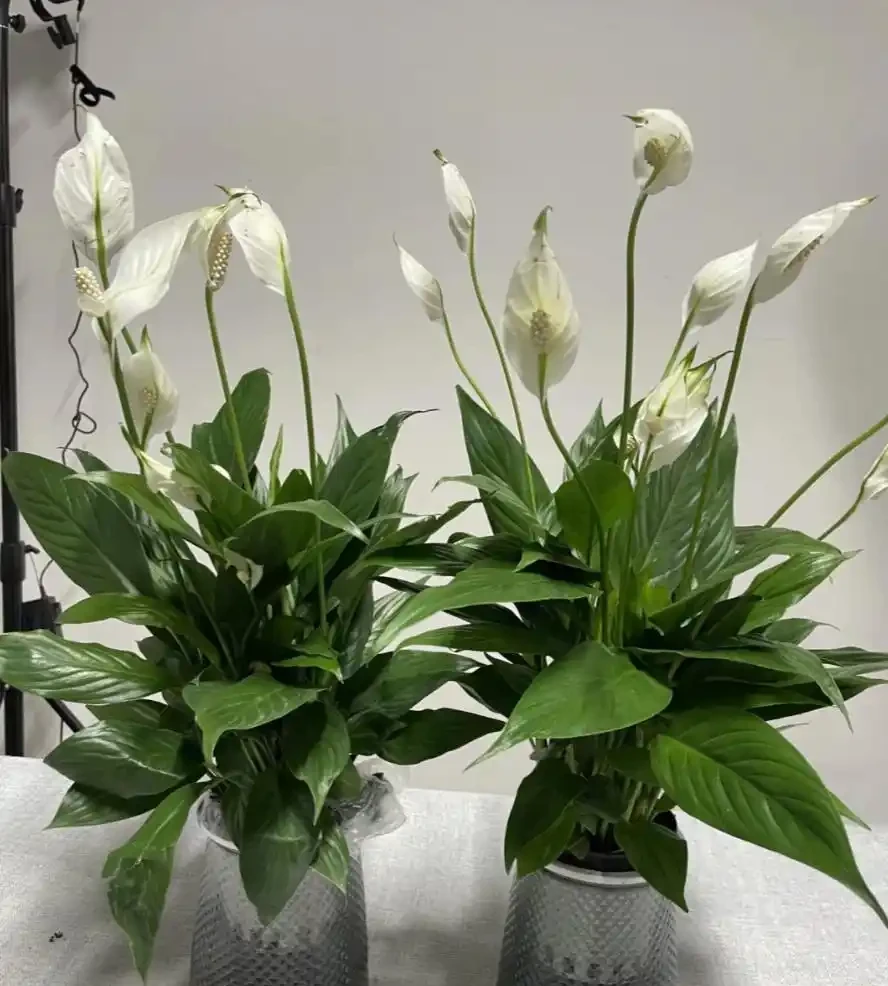 白鶴芋的養殖方法和注意事項:總是葉片發黃、花朵變綠?學會這幾招,葉子油綠挺拔,花開如白帆!