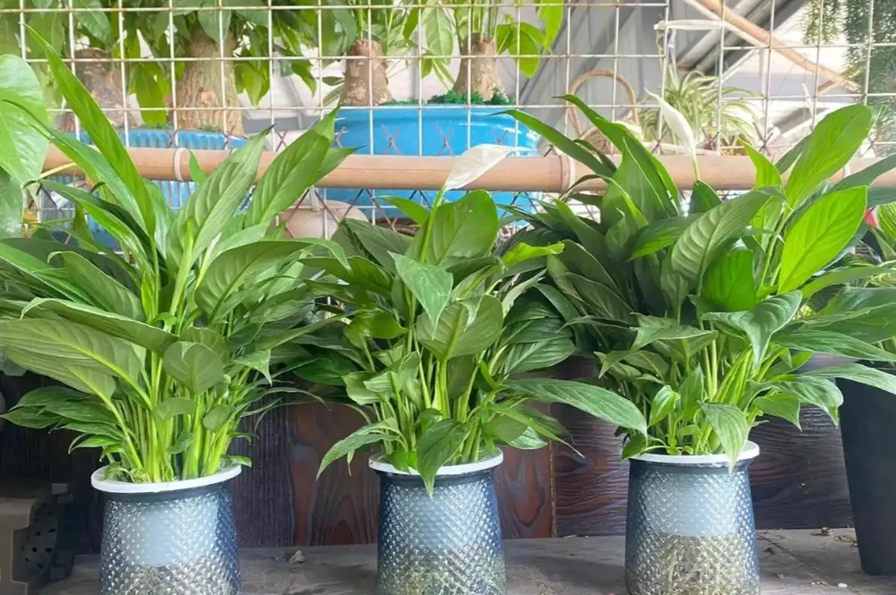 白鶴芋的養殖方法和注意事項:總是葉片發黃、花朵變綠?學會這幾招,葉子油綠挺拔,花開如白帆!