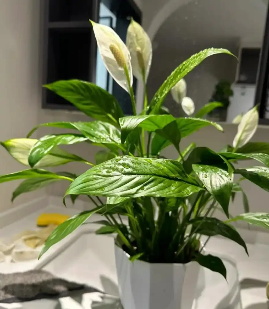 白鶴芋的養殖方法和注意事項:總是葉片發黃、花朵變綠?學會這幾招,葉子油綠挺拔,花開如白帆!