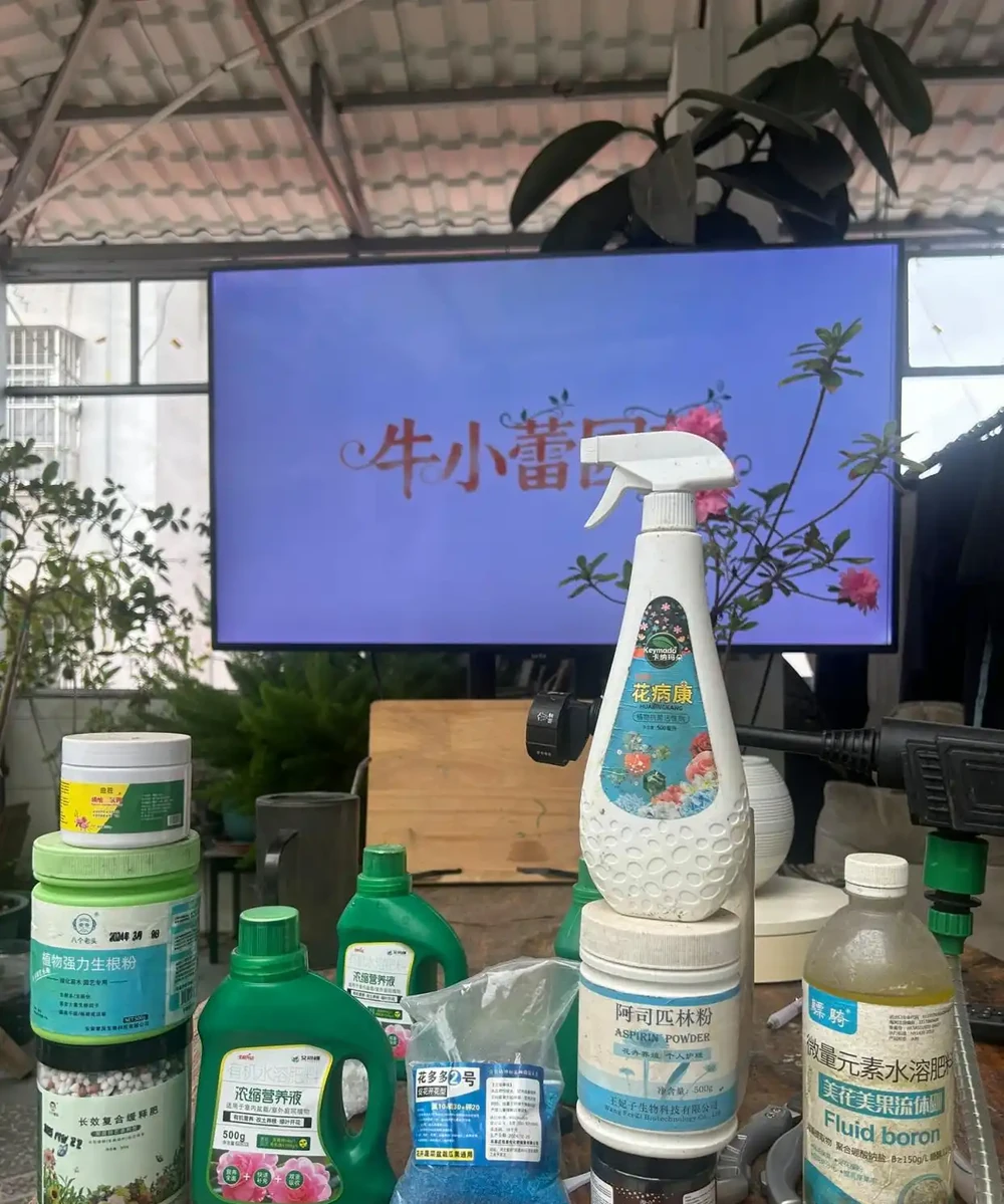 鵝掌藤的養殖方法和注意事項：總是莫名掉葉子、葉片發黏生蟲？學會這幾招，葉片油綠又茂盛！