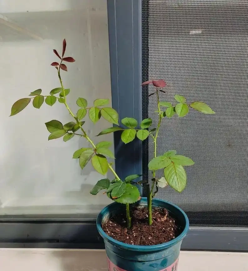 別再信開花移植了！玫瑰「搬家」死一半？老花農揭秘兩個黃金時間，錯了全白乾