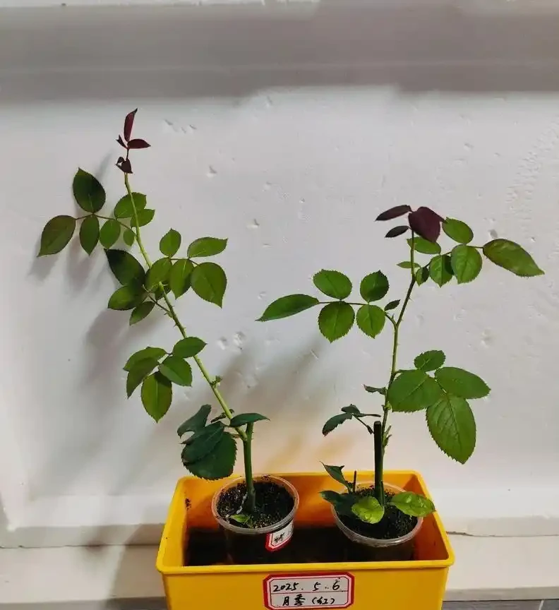 別再信開花移植了！玫瑰「搬家」死一半？老花農揭秘兩個黃金時間，錯了全白乾