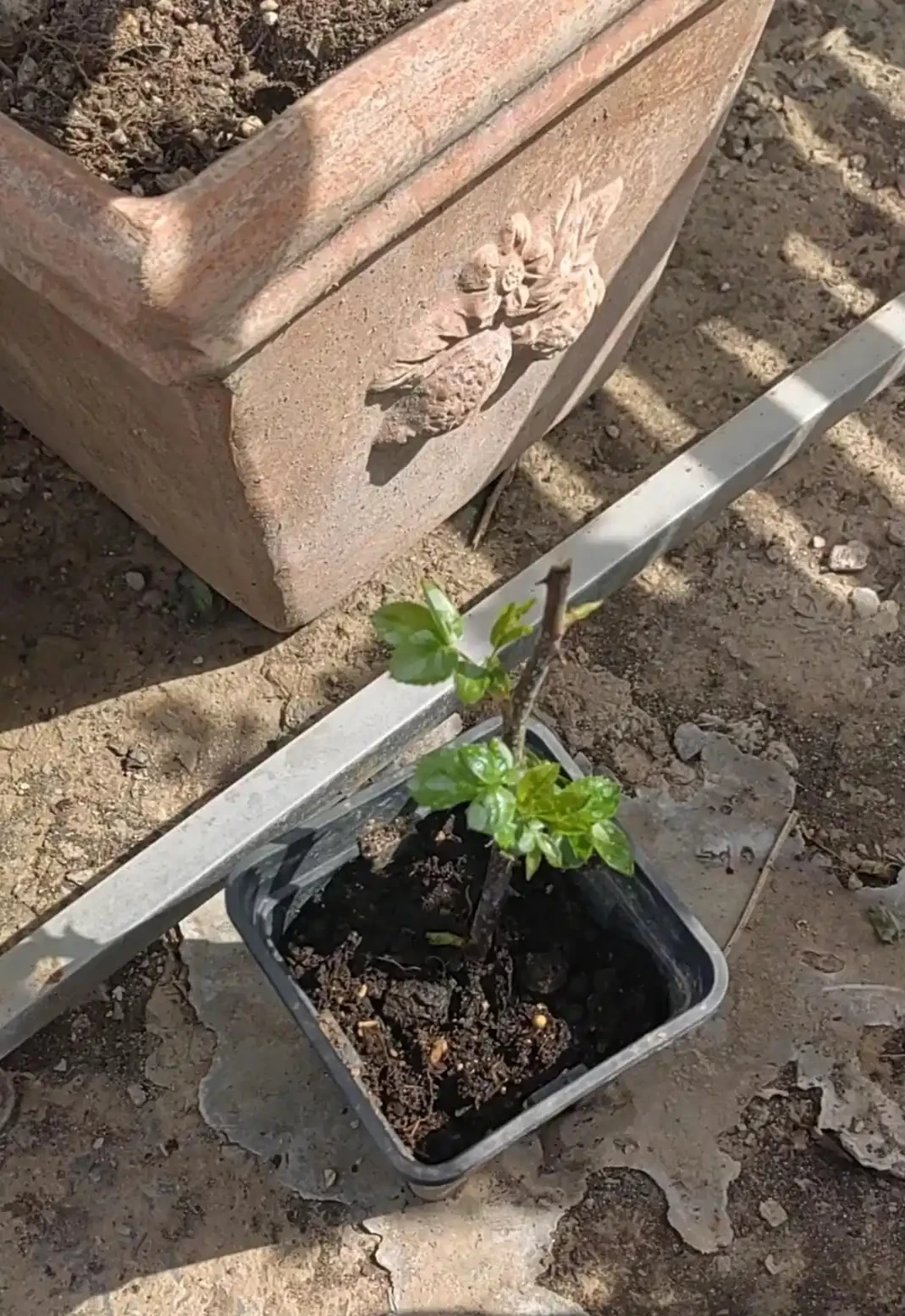 別再信開花移植了！玫瑰「搬家」死一半？老花農揭秘兩個黃金時間，錯了全白乾