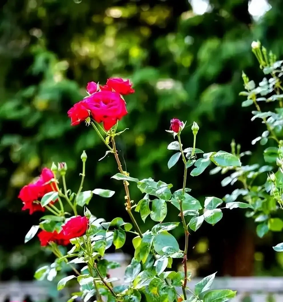 別再信開花移植了！玫瑰「搬家」死一半？老花農揭秘兩個黃金時間，錯了全白乾