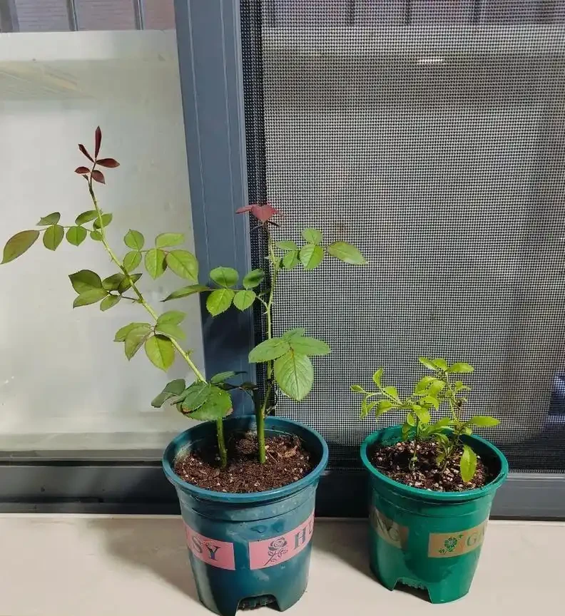 別再信開花移植了！玫瑰「搬家」死一半？老花農揭秘兩個黃金時間，錯了全白乾