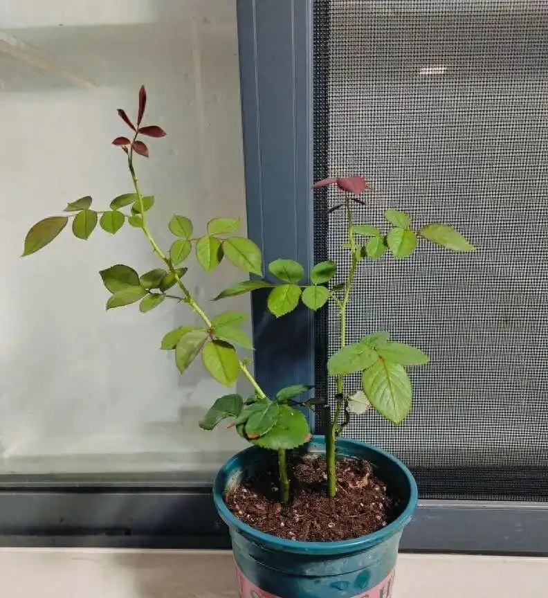 別再信開花移植了！玫瑰「搬家」死一半？老花農揭秘兩個黃金時間，錯了全白乾