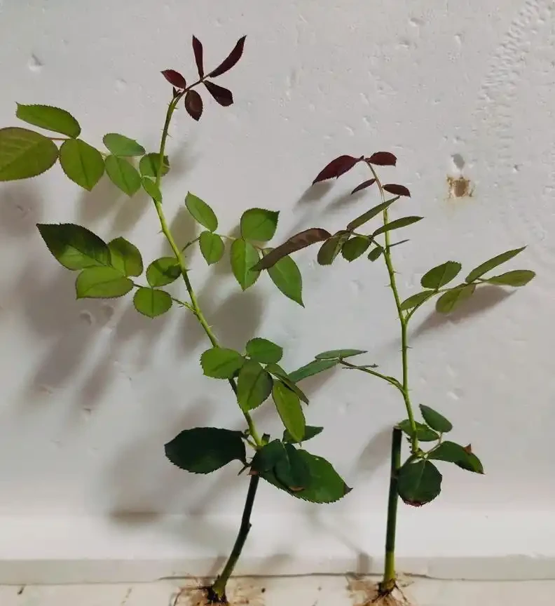 別再信開花移植了！玫瑰「搬家」死一半？老花農揭秘兩個黃金時間，錯了全白乾