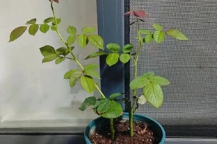 別再信開花移植了！玫瑰「搬家」死一半？老花農揭秘兩個黃金時間，錯了全白乾