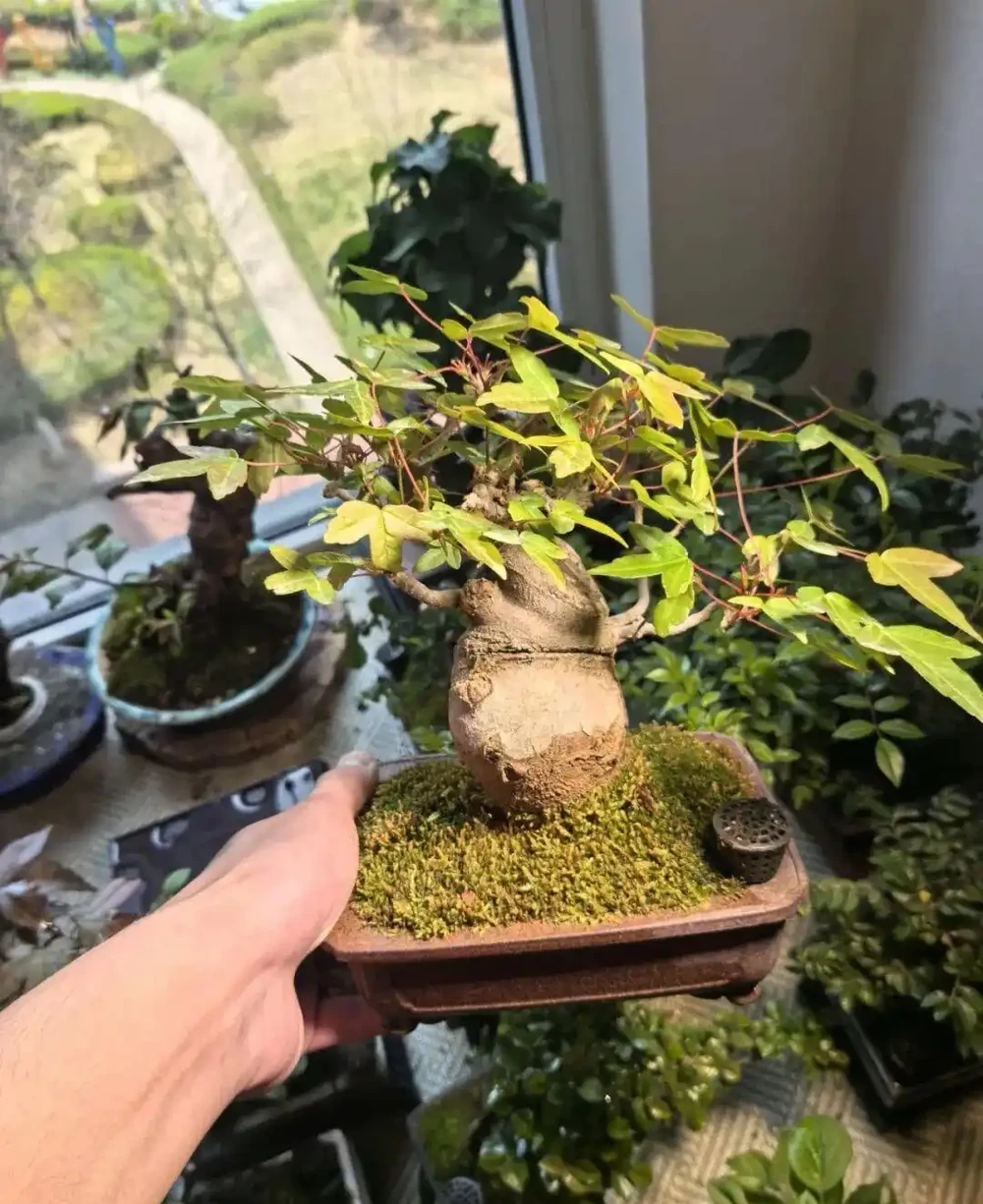 養半年不紅還焦葉,錯怪紅楓品種差!改善 2 個關鍵點,1 個月紅到晃眼