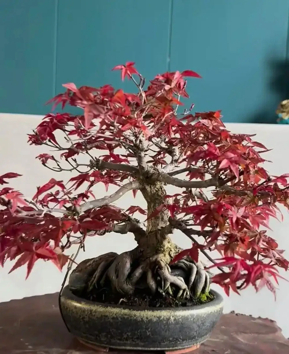 養半年不紅還焦葉,錯怪紅楓品種差!改善 2 個關鍵點,1 個月紅到晃眼