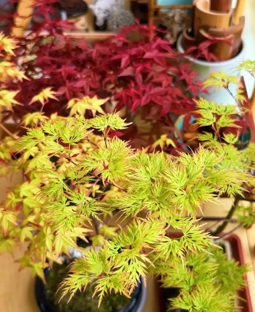 養半年不紅還焦葉,錯怪紅楓品種差!改善 2 個關鍵點,1 個月紅到晃眼