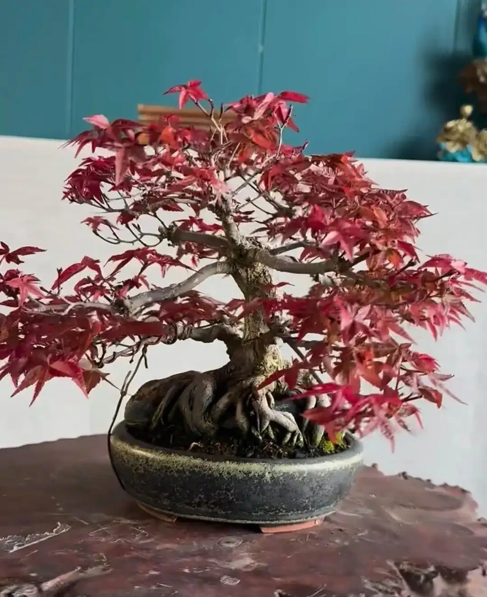 養半年不紅還焦葉,錯怪紅楓品種差!改善 2 個關鍵點,1 個月紅到晃眼