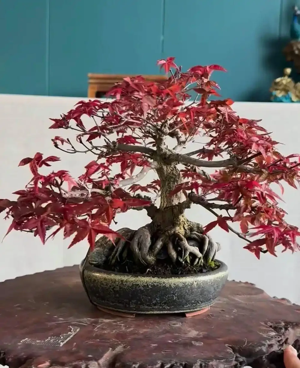 養半年不紅還焦葉,錯怪紅楓品種差!改善 2 個關鍵點,1 個月紅到晃眼