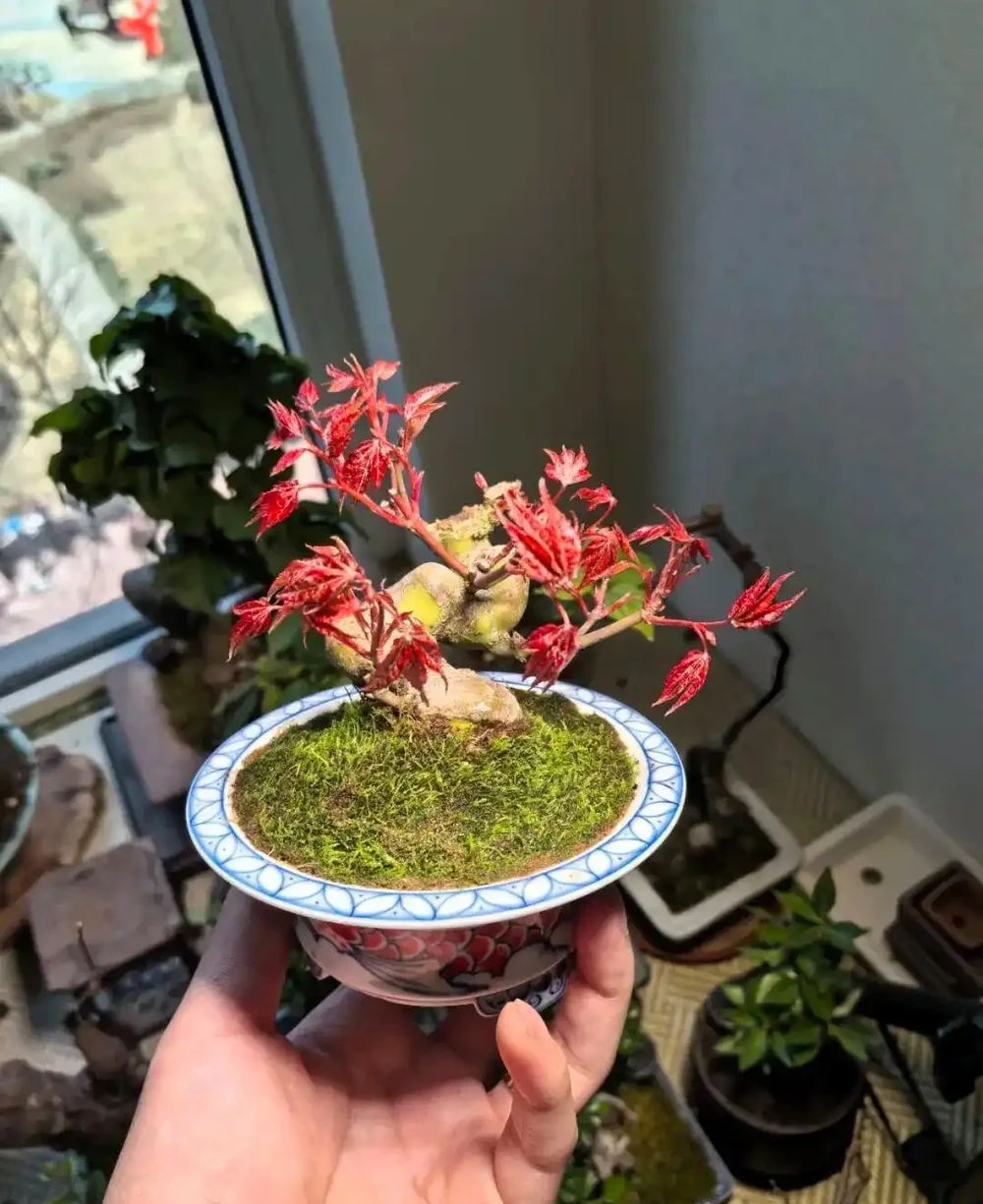 養半年不紅還焦葉,錯怪紅楓品種差!改善 2 個關鍵點,1 個月紅到晃眼