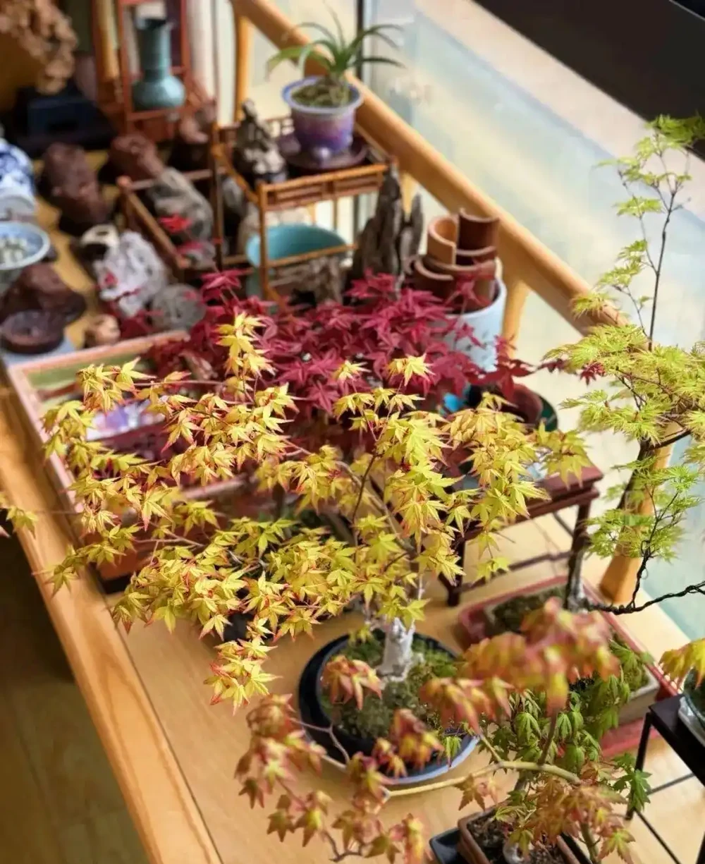 養半年不紅還焦葉,錯怪紅楓品種差!改善 2 個關鍵點,1 個月紅到晃眼