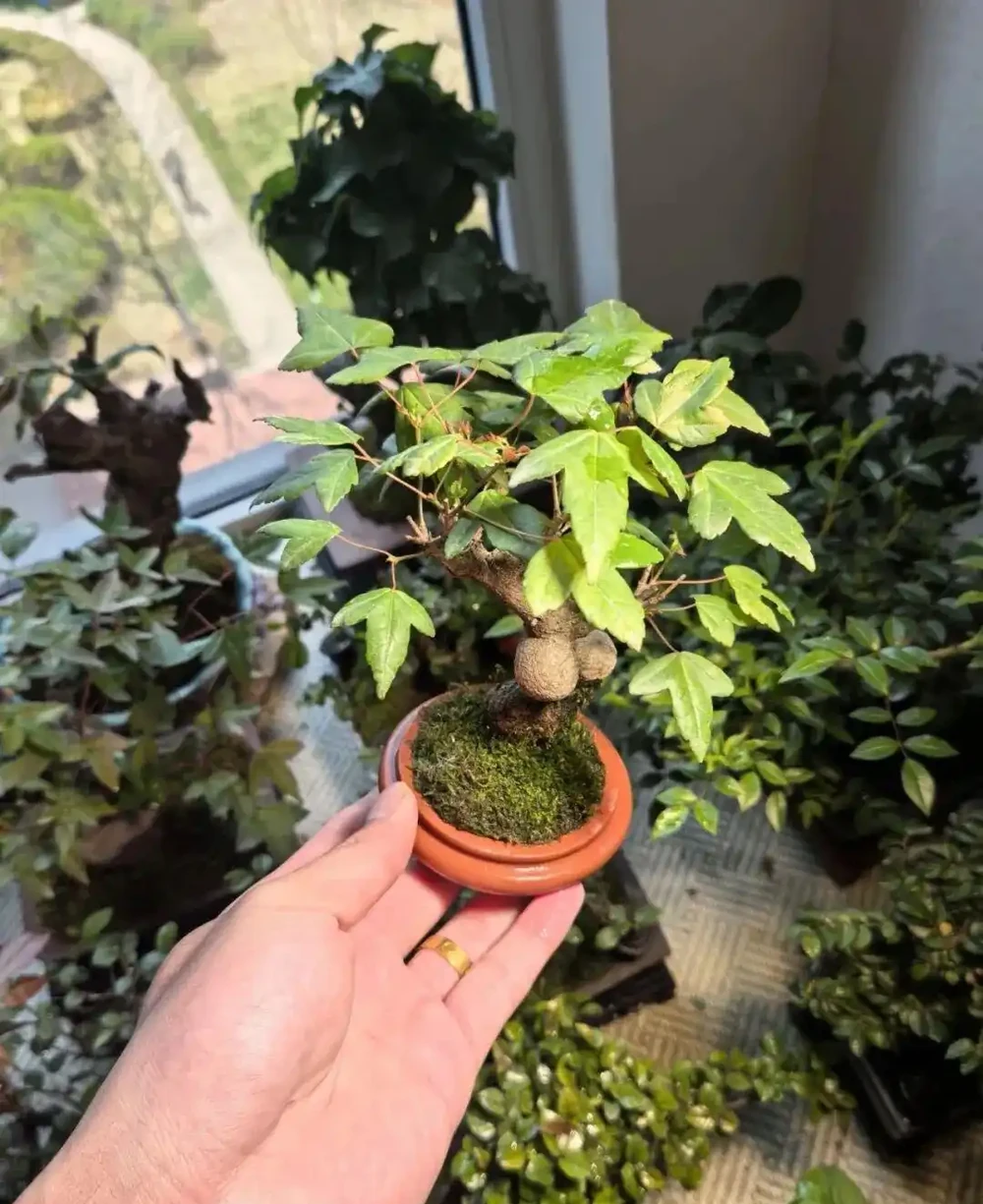 養半年不紅還焦葉,錯怪紅楓品種差!改善 2 個關鍵點,1 個月紅到晃眼