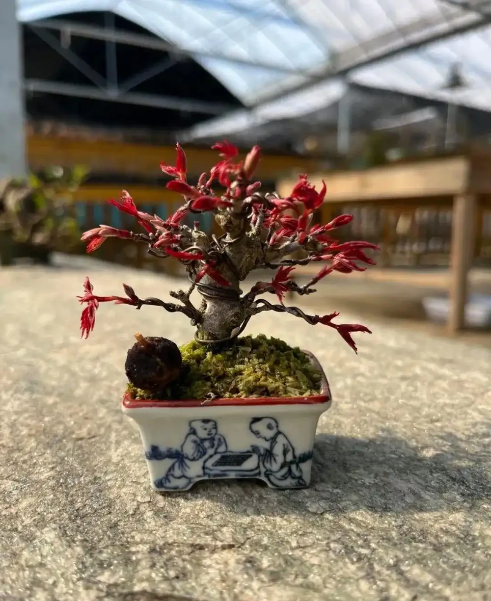 養半年不紅還焦葉,錯怪紅楓品種差!改善 2 個關鍵點,1 個月紅到晃眼