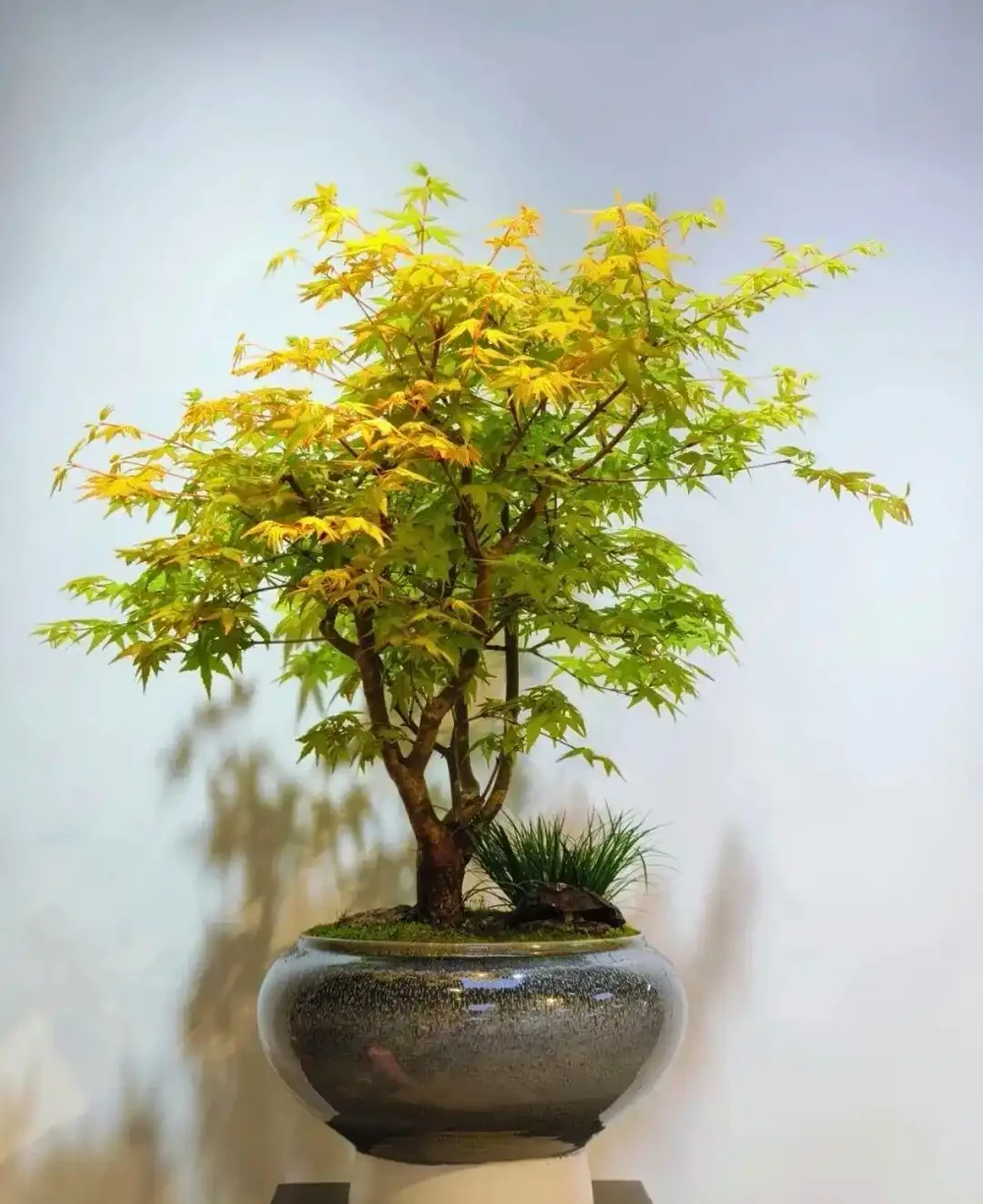 養半年不紅還焦葉,錯怪紅楓品種差!改善 2 個關鍵點,1 個月紅到晃眼