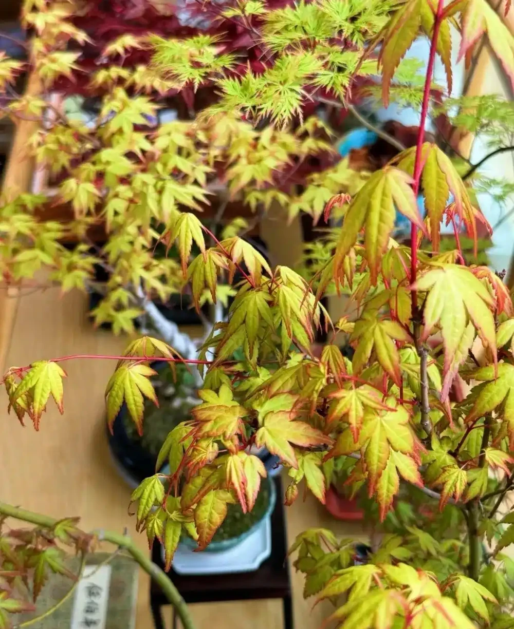 養半年不紅還焦葉,錯怪紅楓品種差!改善 2 個關鍵點,1 個月紅到晃眼