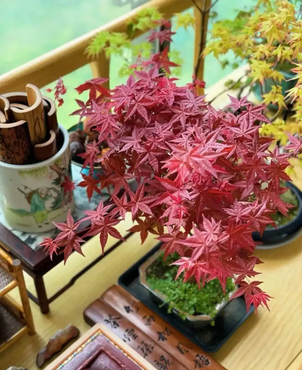 養半年不紅還焦葉,錯怪紅楓品種差!改善 2 個關鍵點,1 個月紅到晃眼