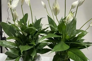 白鶴芋的養殖方法和注意事項：買回家就焦邊腐根、總是「垂頭喪氣」不開花？學會這3招，葉片翠綠欲滴，花開如白帆！