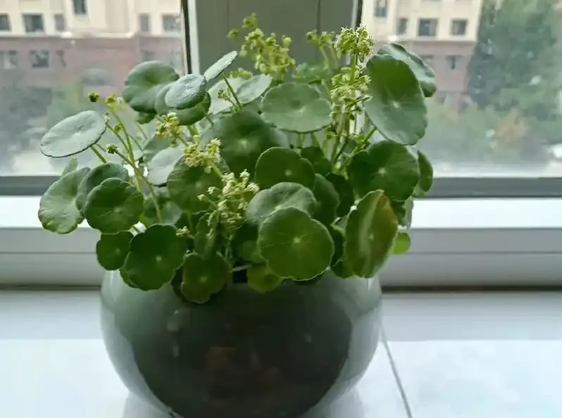 室內養花不費勁！這8種「懶人植物」，澆水就活，滿盆超快