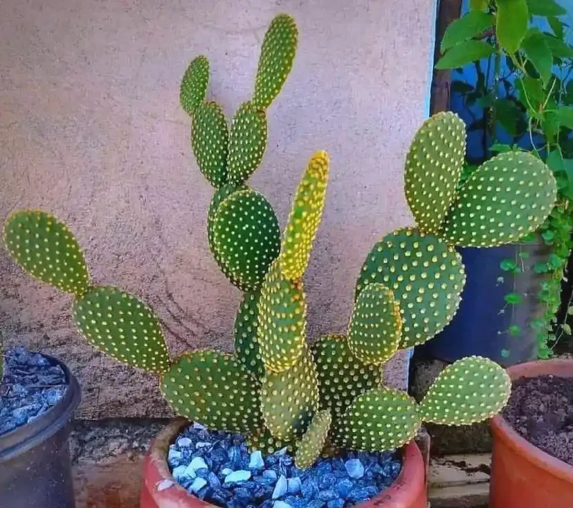 室內養花不費勁！這8種「懶人植物」，澆水就活，滿盆超快