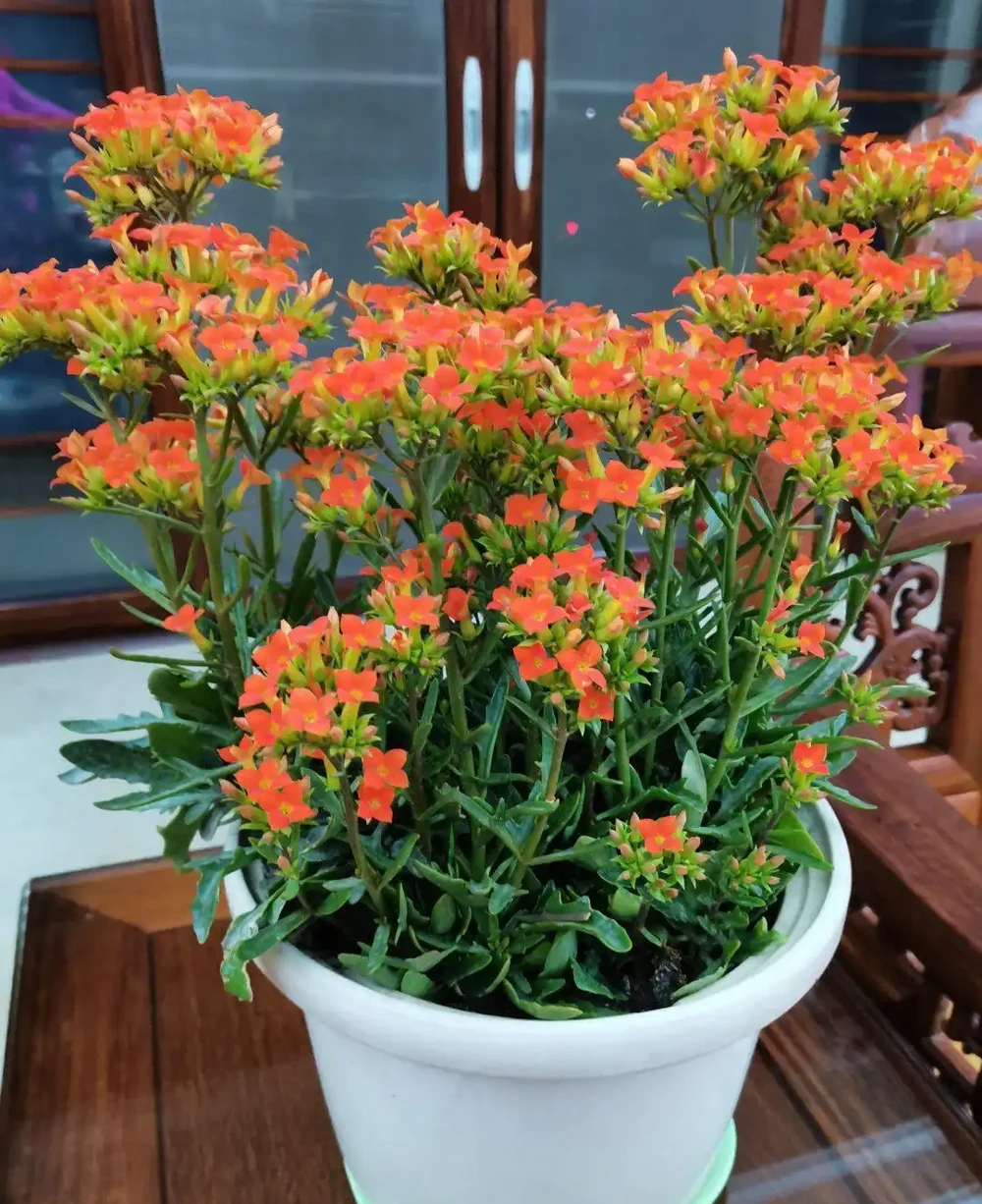 室內養花不費勁！這8種「懶人植物」，澆水就活，滿盆超快
