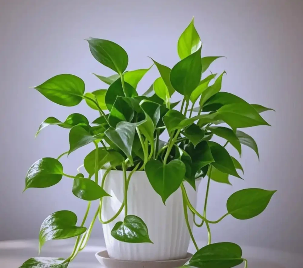 室內養花不費勁！這8種「懶人植物」，澆水就活，滿盆超快