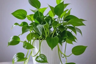 室內養花不費勁！這8種「懶人植物」，澆水就活，滿盆超快