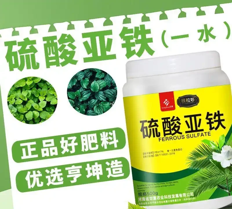 園藝達人們的秘密武器來了!這些花肥能讓你的玫瑰玫瑰綻放得如畫般絢爛,為你的花園增添令人驚豔的色彩
