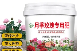 園藝達人們的秘密武器來了！這些花肥能讓你的玫瑰玫瑰綻放得如畫般絢爛，為你的花園增添令人驚豔的色彩