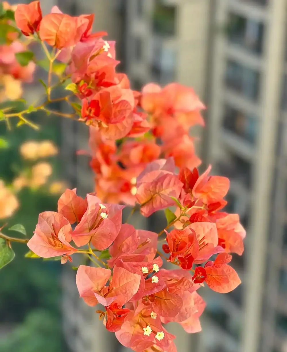 每一種花卉都不止一個名字,30種常見花卉名稱大合集,終於搞清楚了!