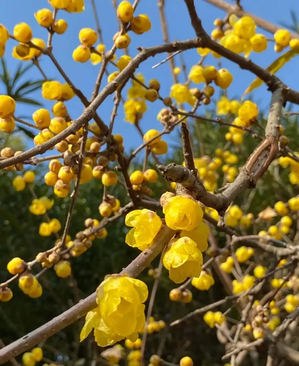 每一種花卉都不止一個名字,30種常見花卉名稱大合集,終於搞清楚了!
