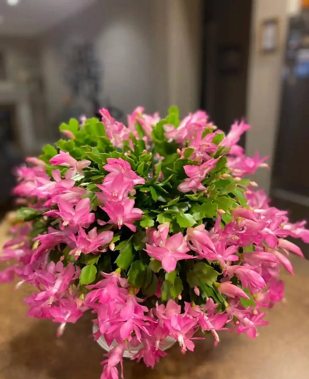 每一種花卉都不止一個名字,30種常見花卉名稱大合集,終於搞清楚了!