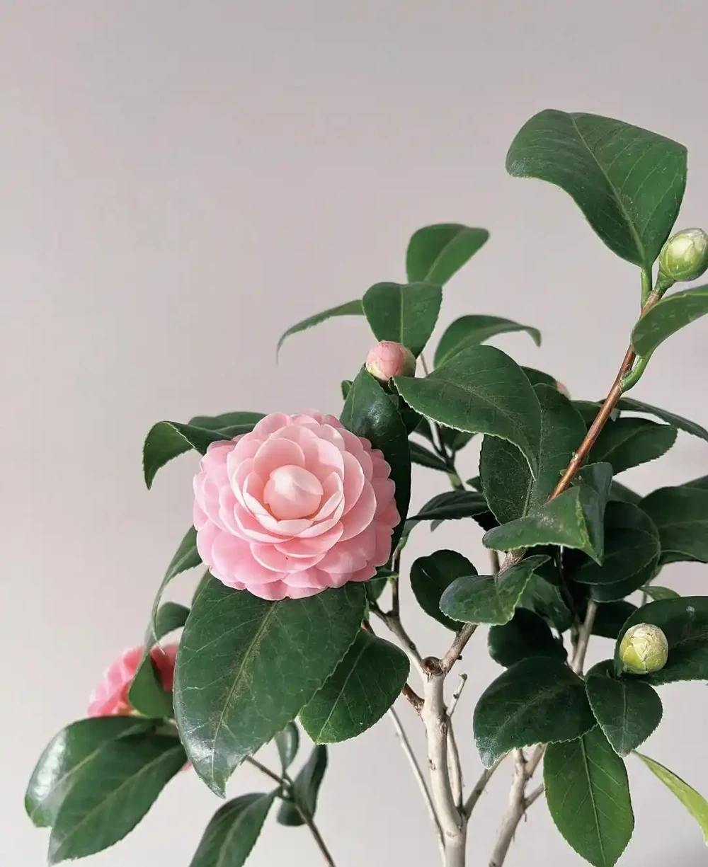 每一種花卉都不止一個名字,30種常見花卉名稱大合集,終於搞清楚了!